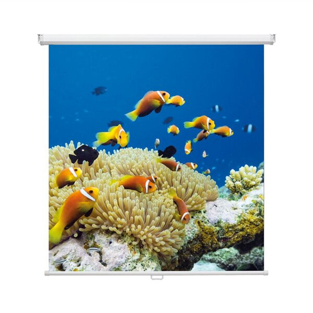 Magnetoplan 6201116 Rollo-Leinwand 200 x 200cm